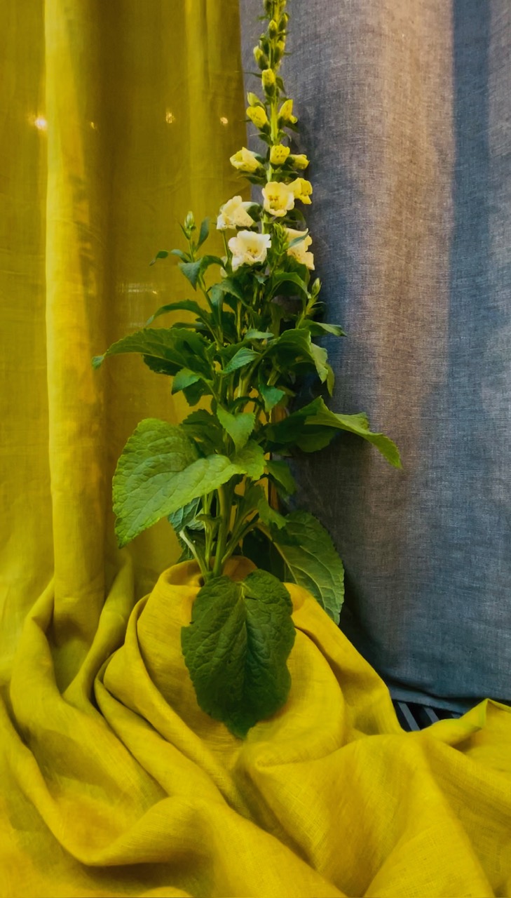 Capsicum nieuws